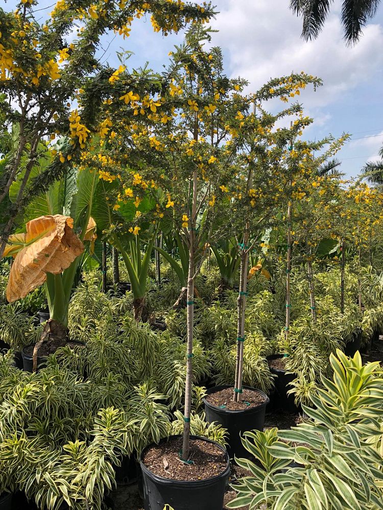 senna-polyphylla-cassia-polyphylla-desert-cassia