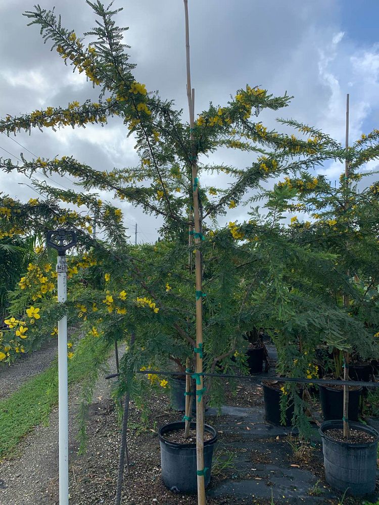 senna-polyphylla-cassia-polyphylla-desert-cassia