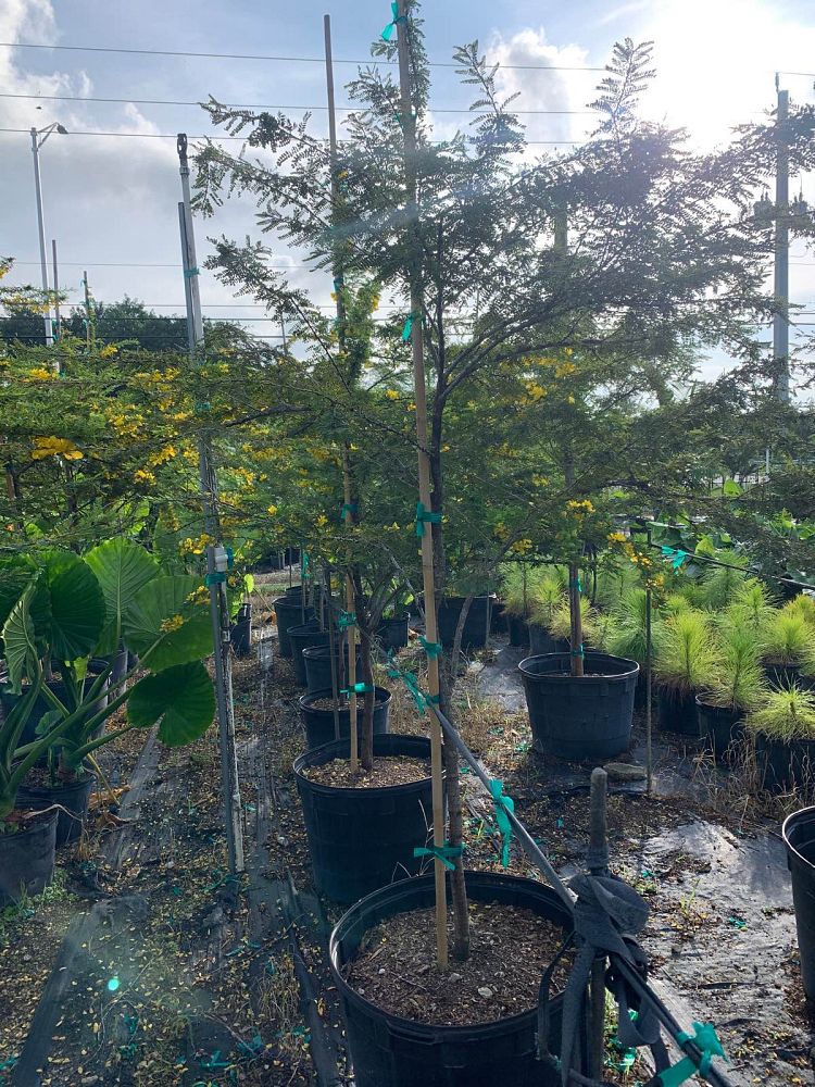 senna-polyphylla-cassia-polyphylla-desert-cassia