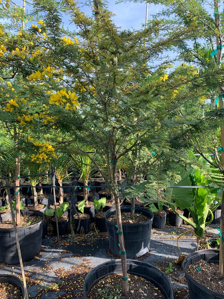 senna-polyphylla-cassia-polyphylla-desert-cassia