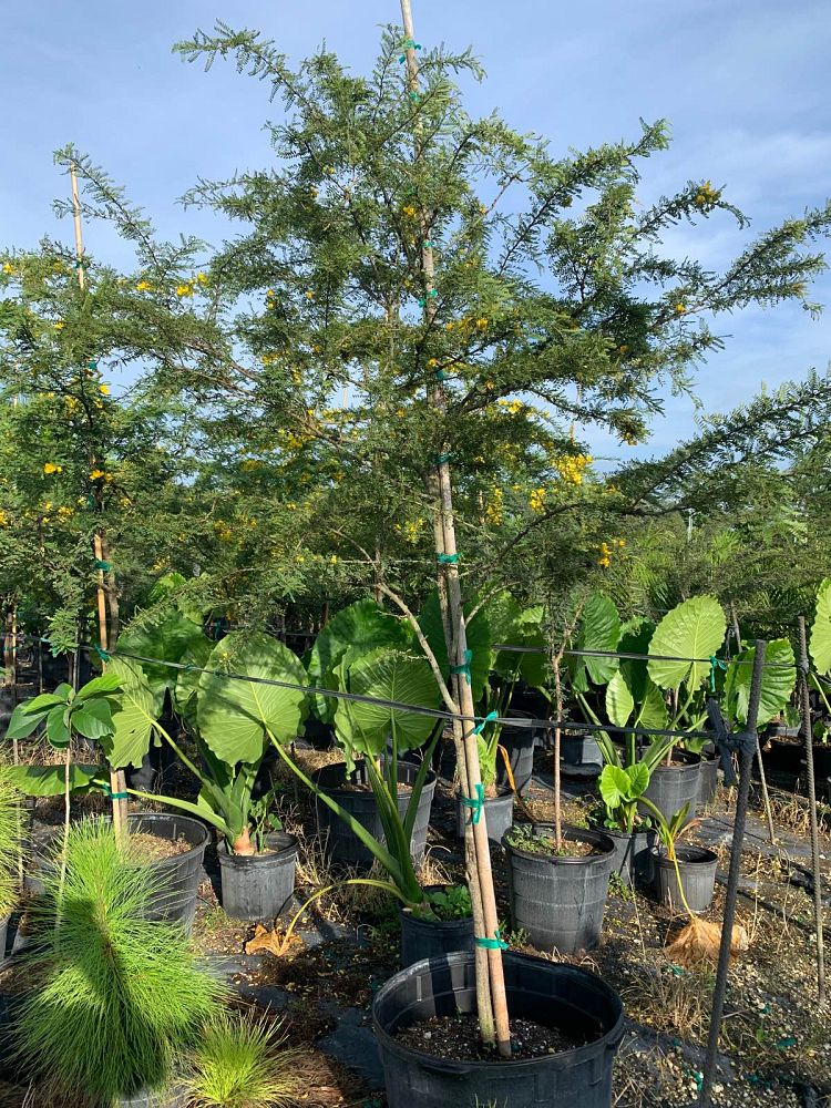 senna-polyphylla-cassia-polyphylla-desert-cassia