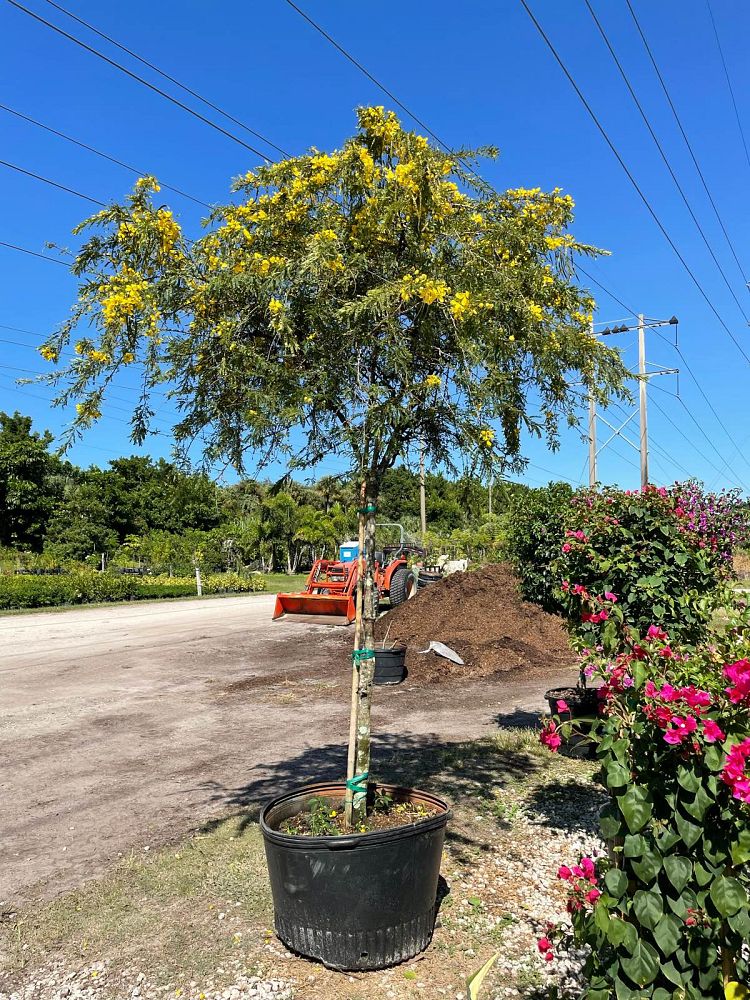 senna-polyphylla-cassia-polyphylla-desert-cassia