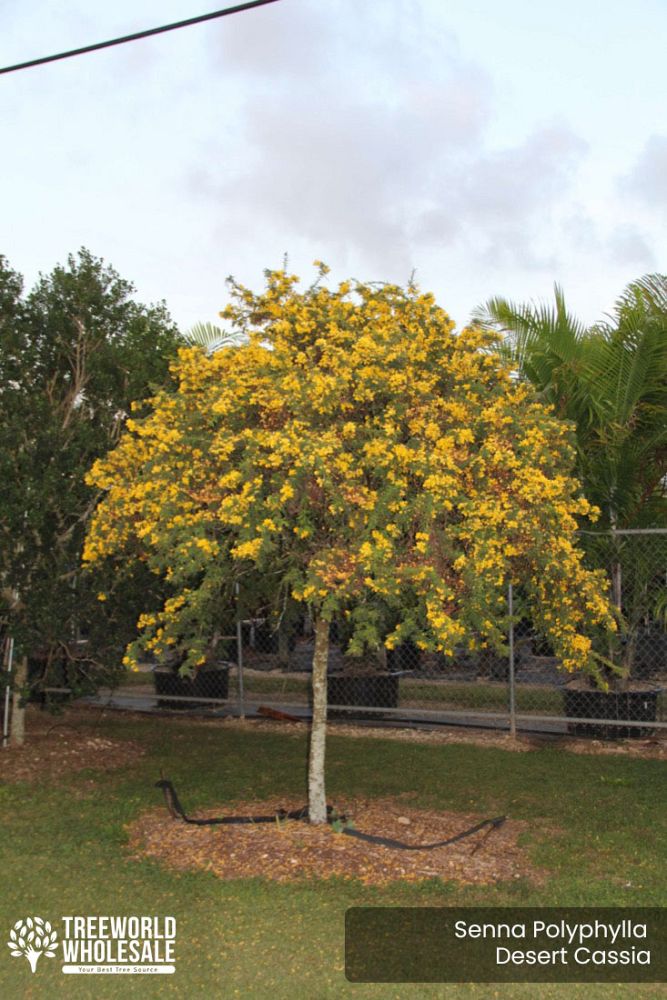 senna-polyphylla-cassia-polyphylla-desert-cassia