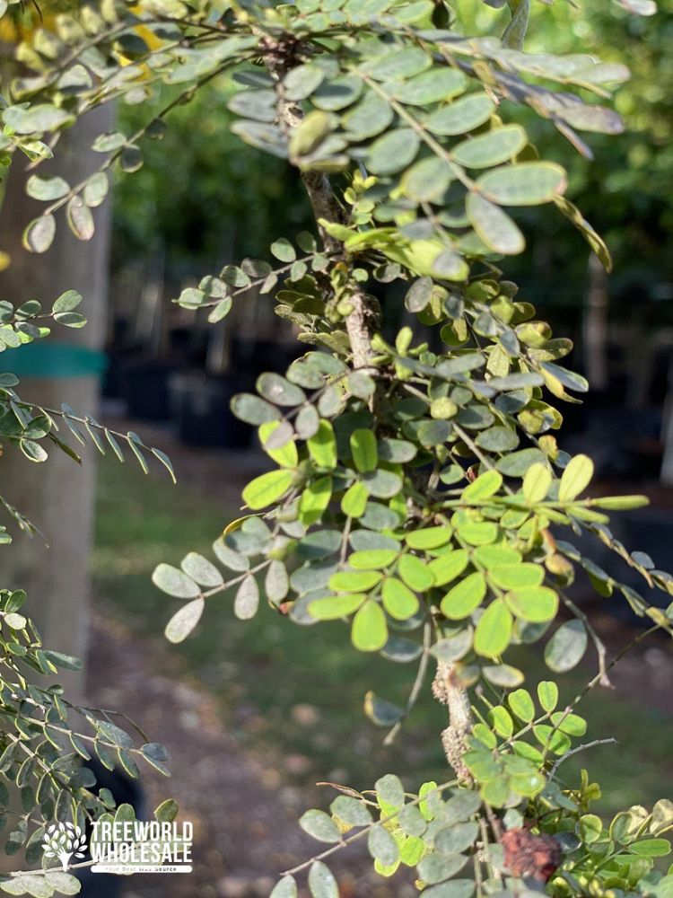 senna-polyphylla-cassia-polyphylla-desert-cassia