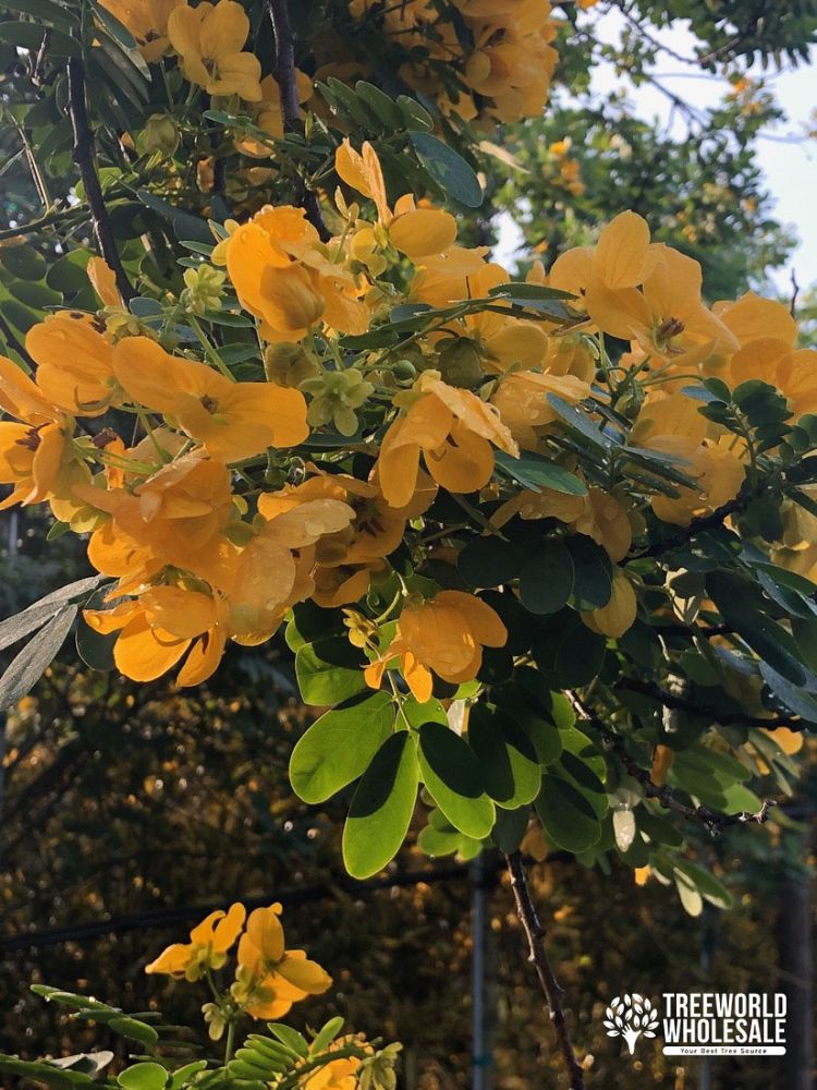 senna-polyphylla-cassia-polyphylla-desert-cassia