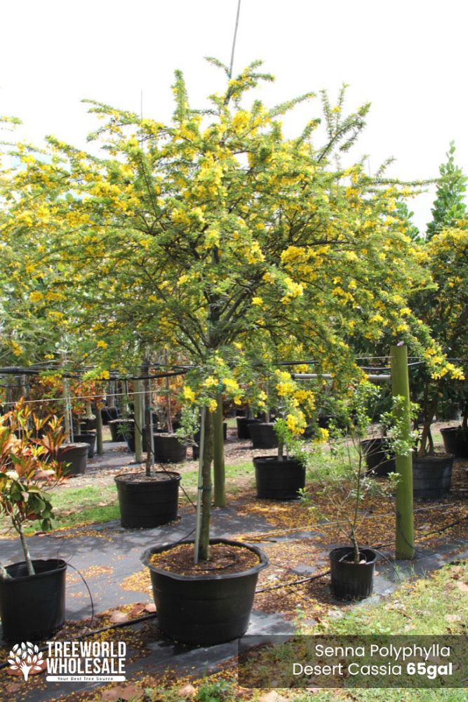 senna-polyphylla-cassia-polyphylla-desert-cassia