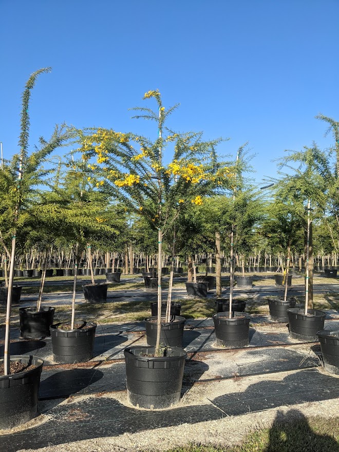 senna-polyphylla-cassia-polyphylla-desert-cassia