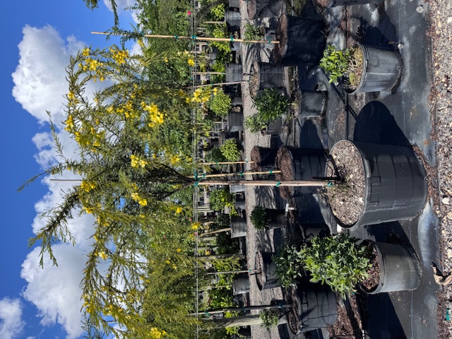 senna-polyphylla-cassia-polyphylla-desert-cassia