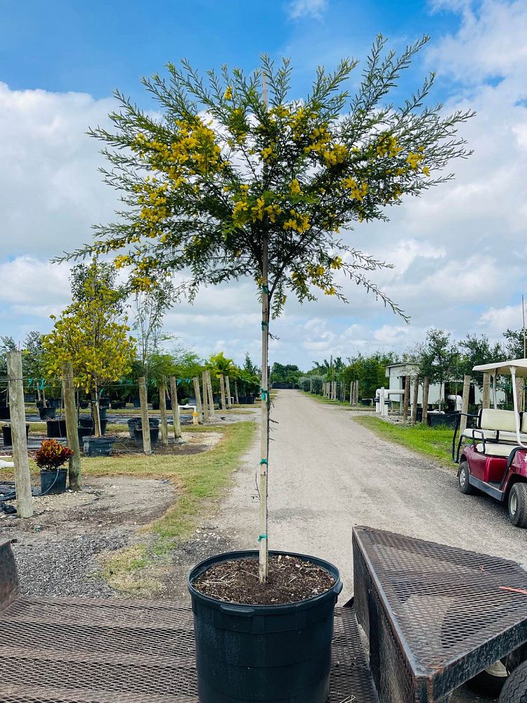 senna-polyphylla-cassia-polyphylla-desert-cassia