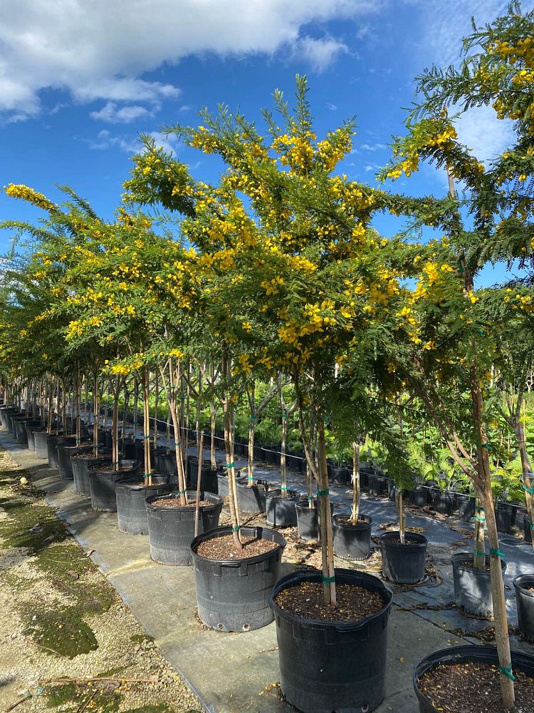 senna-polyphylla-cassia-polyphylla-desert-cassia