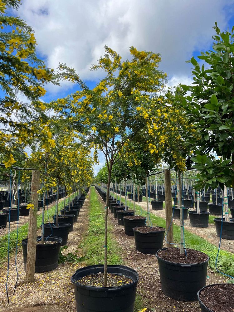 senna-polyphylla-cassia-polyphylla-desert-cassia