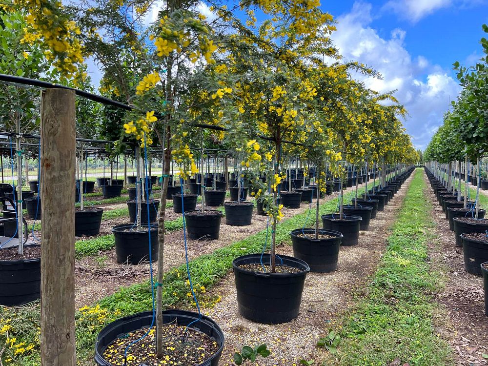 senna-polyphylla-cassia-polyphylla-desert-cassia