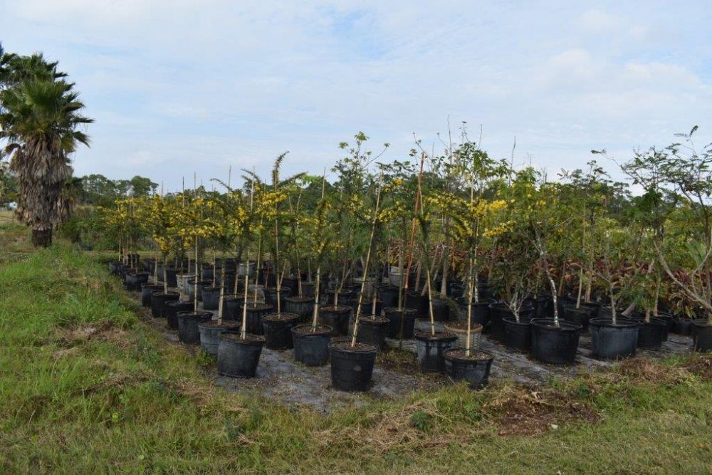 senna-polyphylla-cassia-polyphylla-desert-cassia