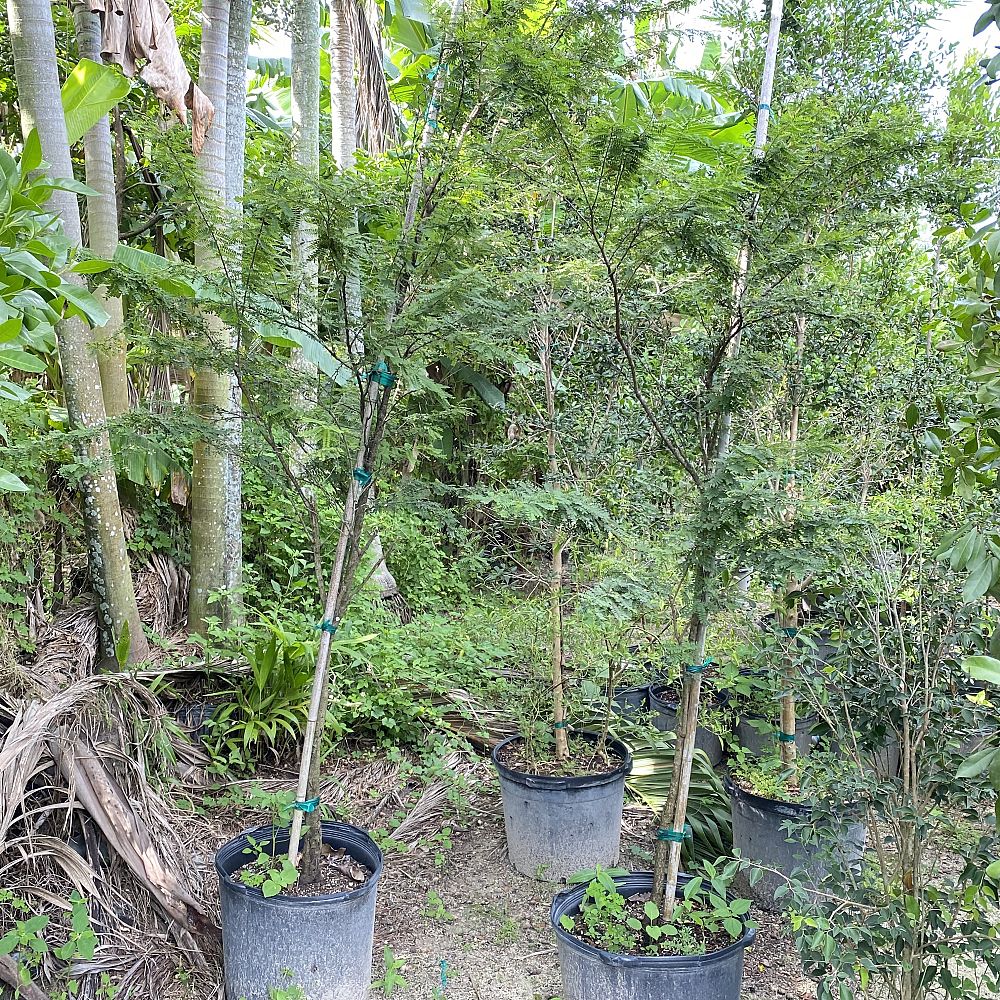 senna-polyphylla-cassia-polyphylla-desert-cassia