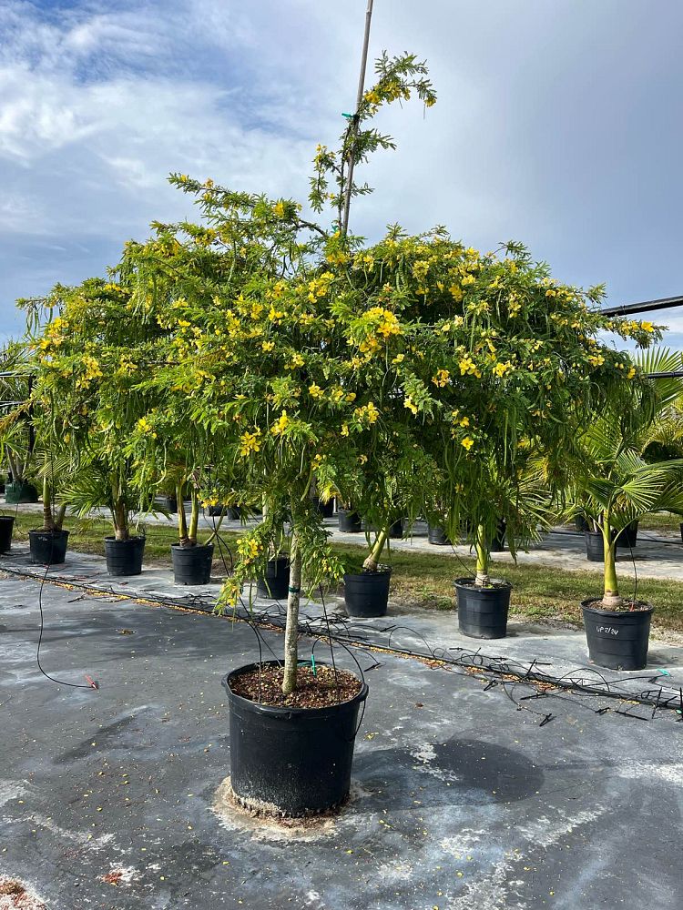 senna-polyphylla-cassia-polyphylla-desert-cassia