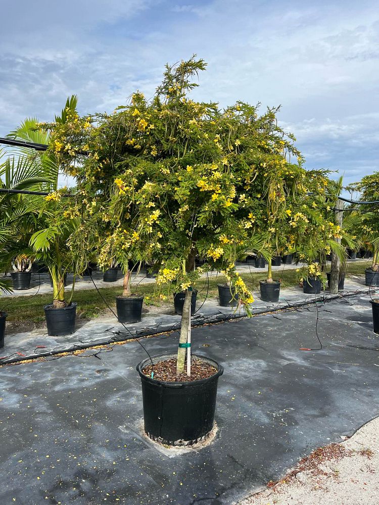 senna-polyphylla-cassia-polyphylla-desert-cassia