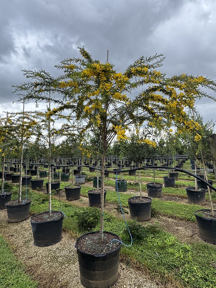 senna-polyphylla-cassia-polyphylla-desert-cassia