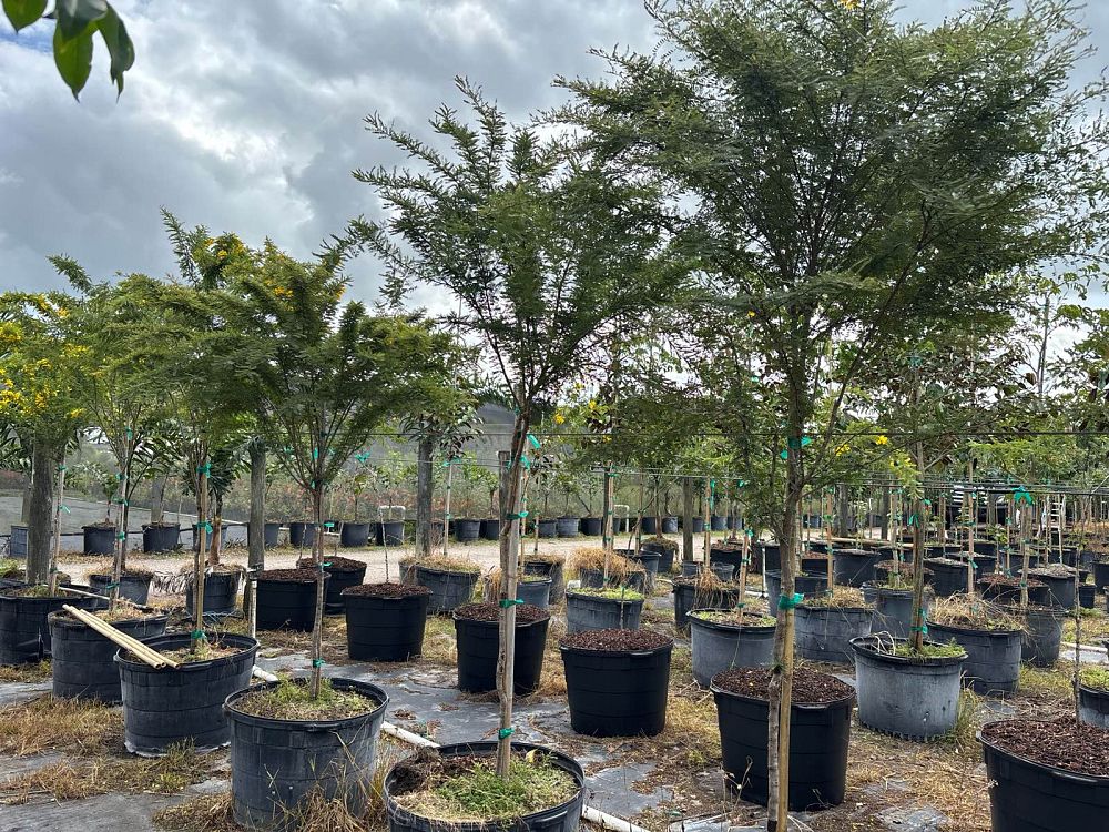 senna-polyphylla-cassia-polyphylla-desert-cassia