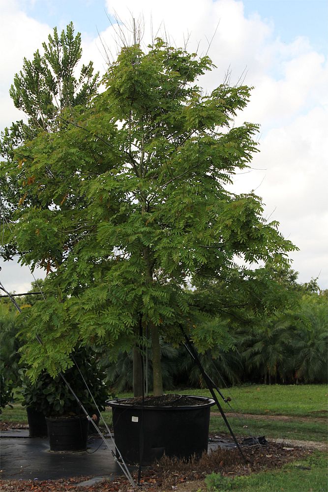 senna-siamea-cassia-siamea-kassod-tree