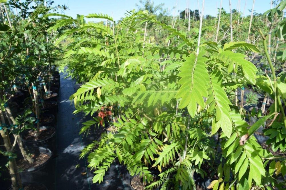 senna-spectabilis-cassia-excelsa