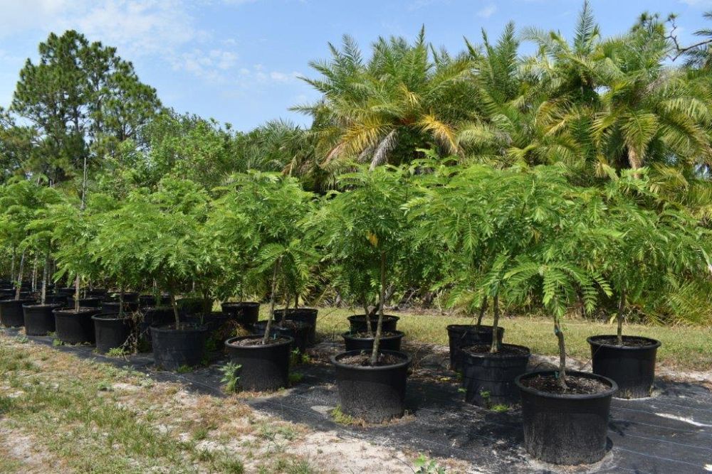 senna-spectabilis-cassia-excelsa