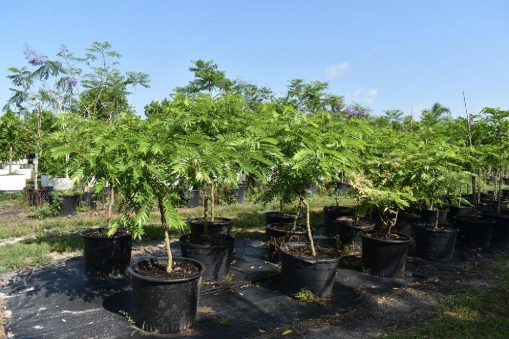 senna-spectabilis-cassia-excelsa