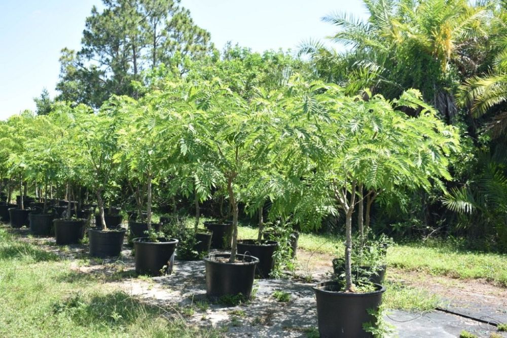 senna-spectabilis-cassia-excelsa