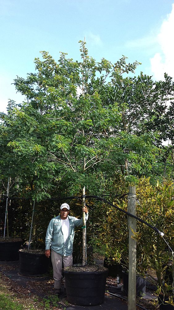 senna-surattensis-cassia-surattensis-glaucous-cassia