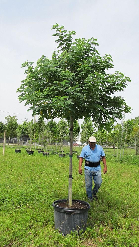 senna-surattensis-cassia-surattensis-glaucous-cassia