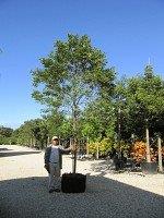 senna-surattensis-cassia-surattensis-glaucous-cassia