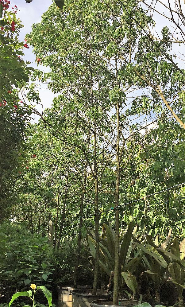 senna-surattensis-cassia-surattensis-glaucous-cassia