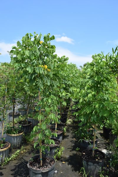 senna-surattensis-cassia-surattensis-glaucous-cassia