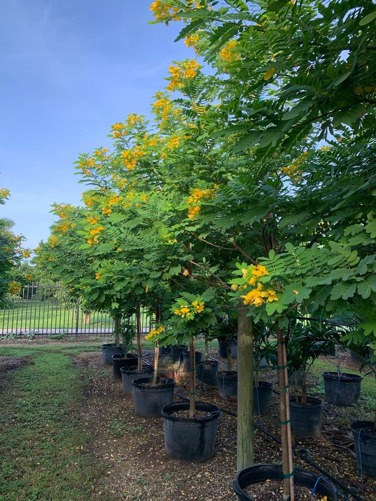 senna-surattensis-cassia-surattensis-glaucous-cassia