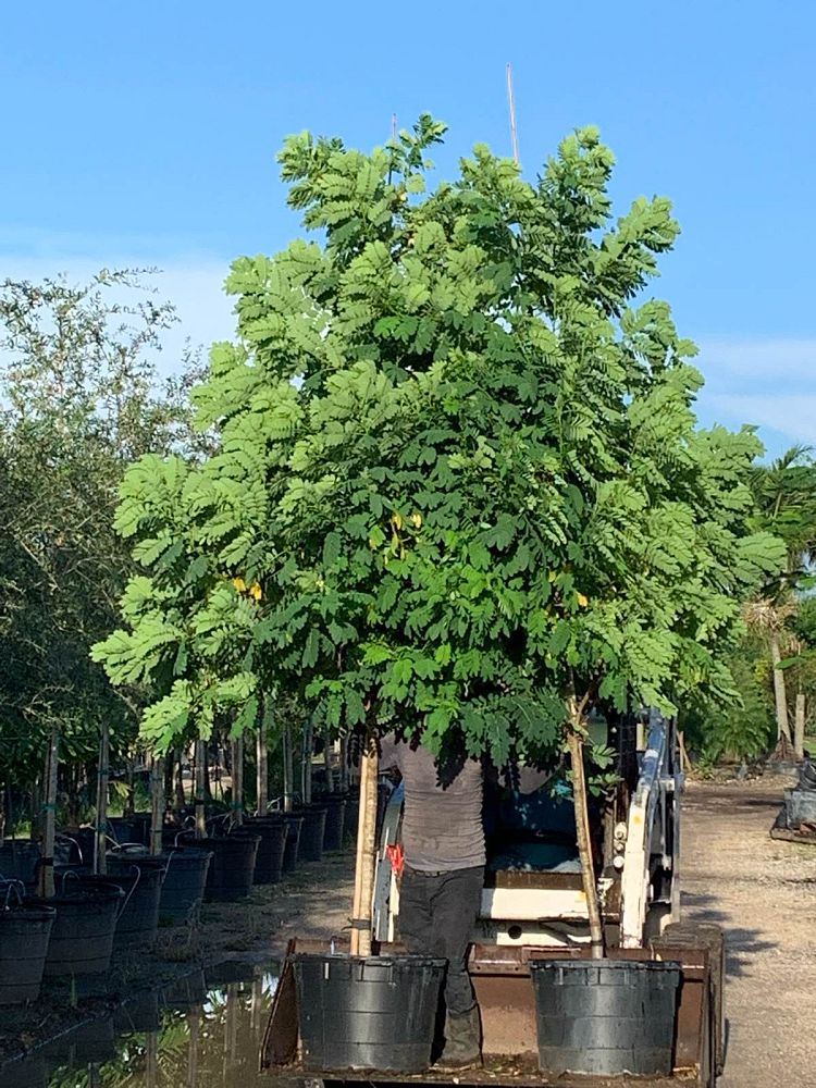 senna-surattensis-cassia-surattensis-glaucous-cassia