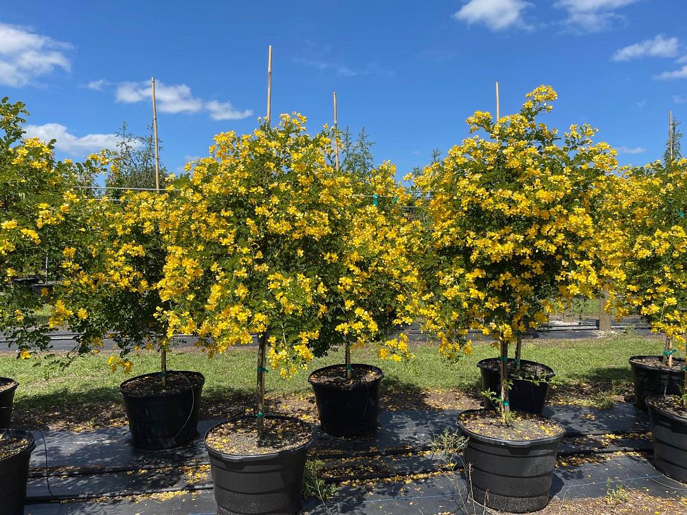 senna-surattensis-cassia-surattensis-glaucous-cassia
