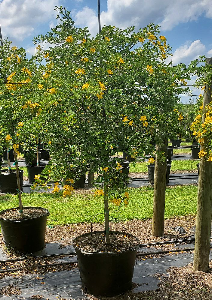 senna-surattensis-cassia-surattensis-glaucous-cassia