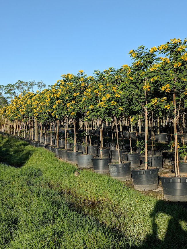 senna-surattensis-cassia-surattensis-glaucous-cassia