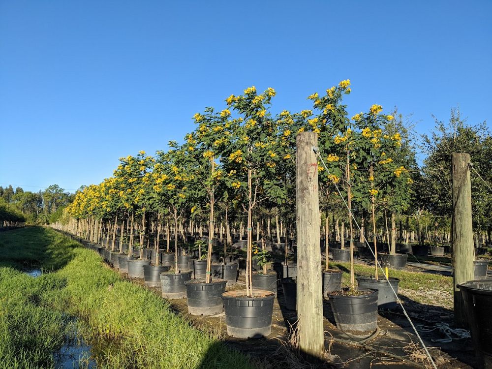 senna-surattensis-cassia-surattensis-glaucous-cassia