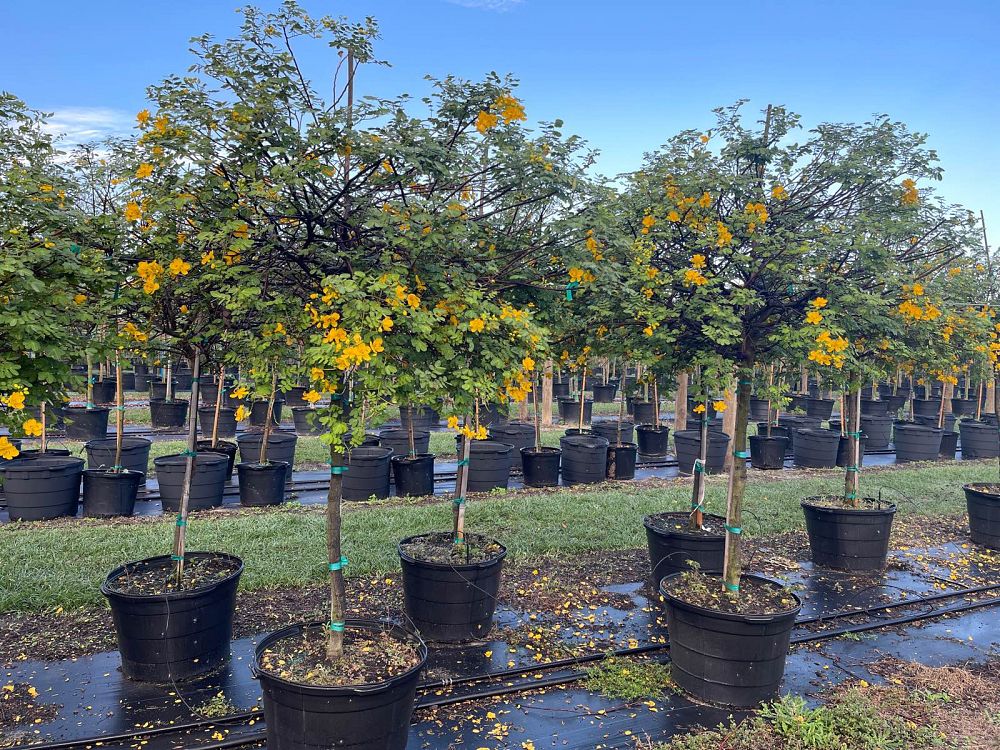 senna-surattensis-cassia-surattensis-glaucous-cassia