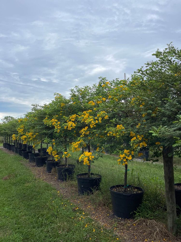 senna-surattensis-cassia-surattensis-glaucous-cassia