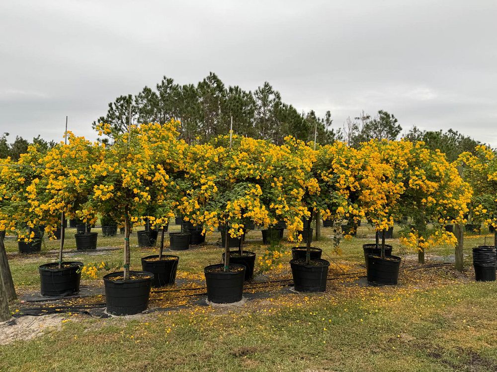 senna-surattensis-cassia-surattensis-glaucous-cassia
