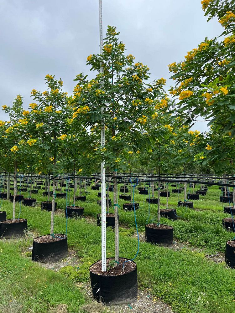 senna-surattensis-cassia-surattensis-glaucous-cassia
