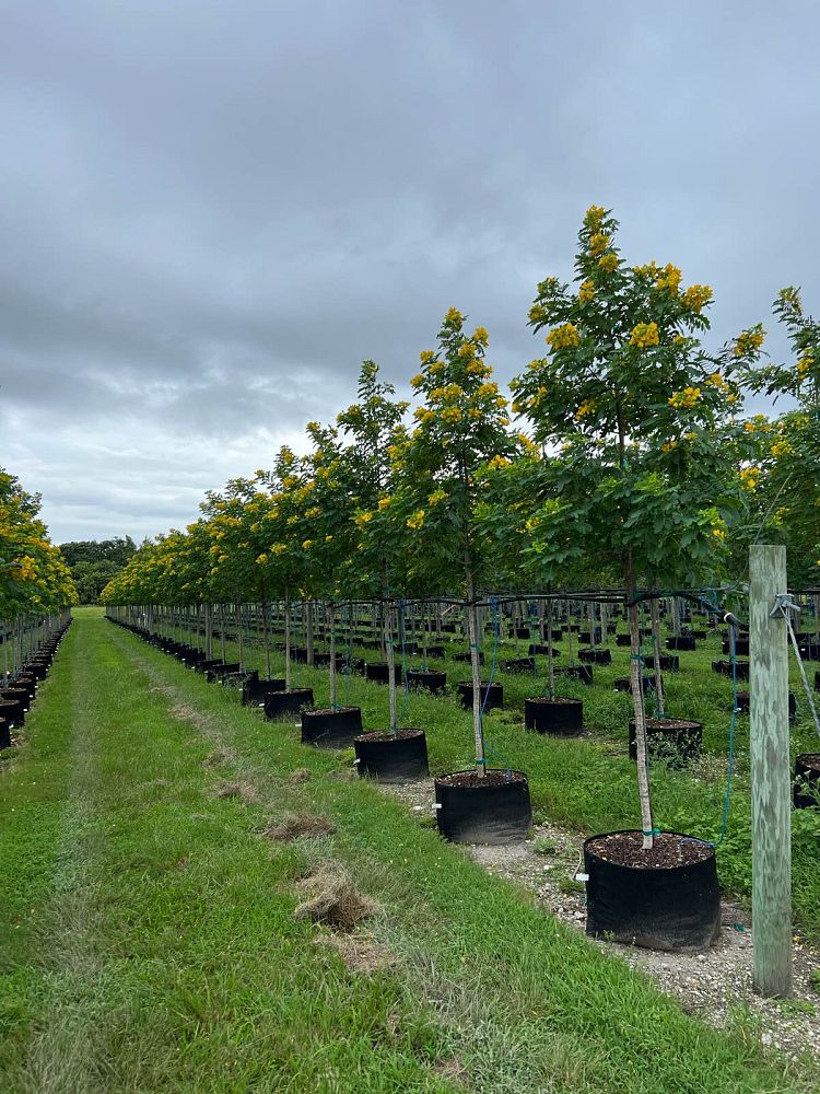 senna-surattensis-cassia-surattensis-glaucous-cassia