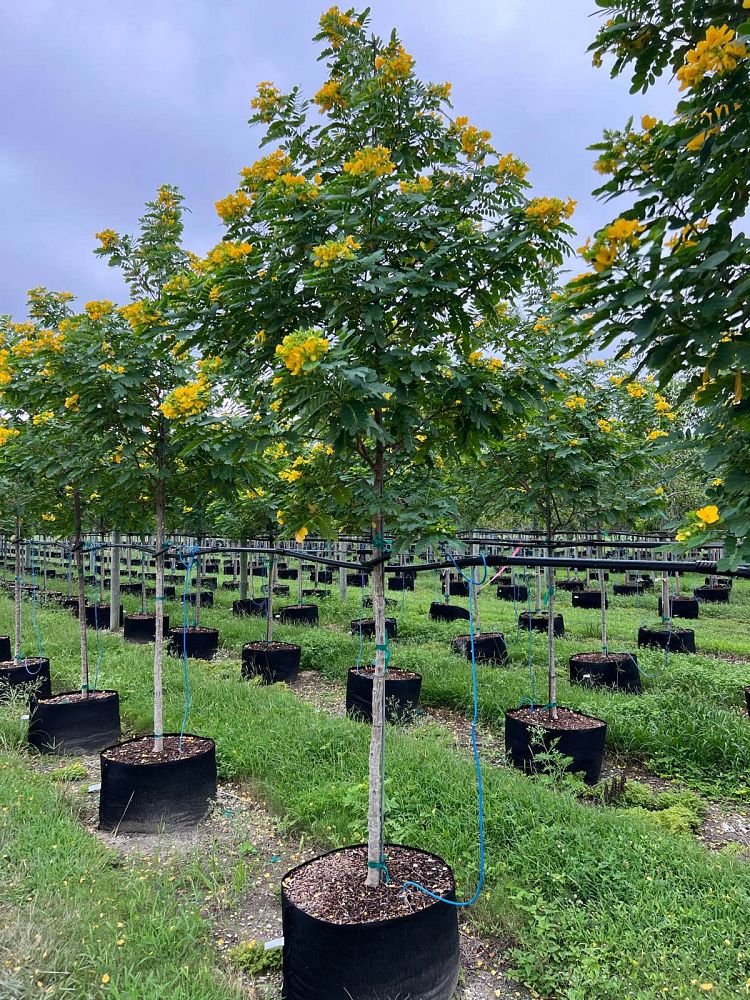 senna-surattensis-cassia-surattensis-glaucous-cassia