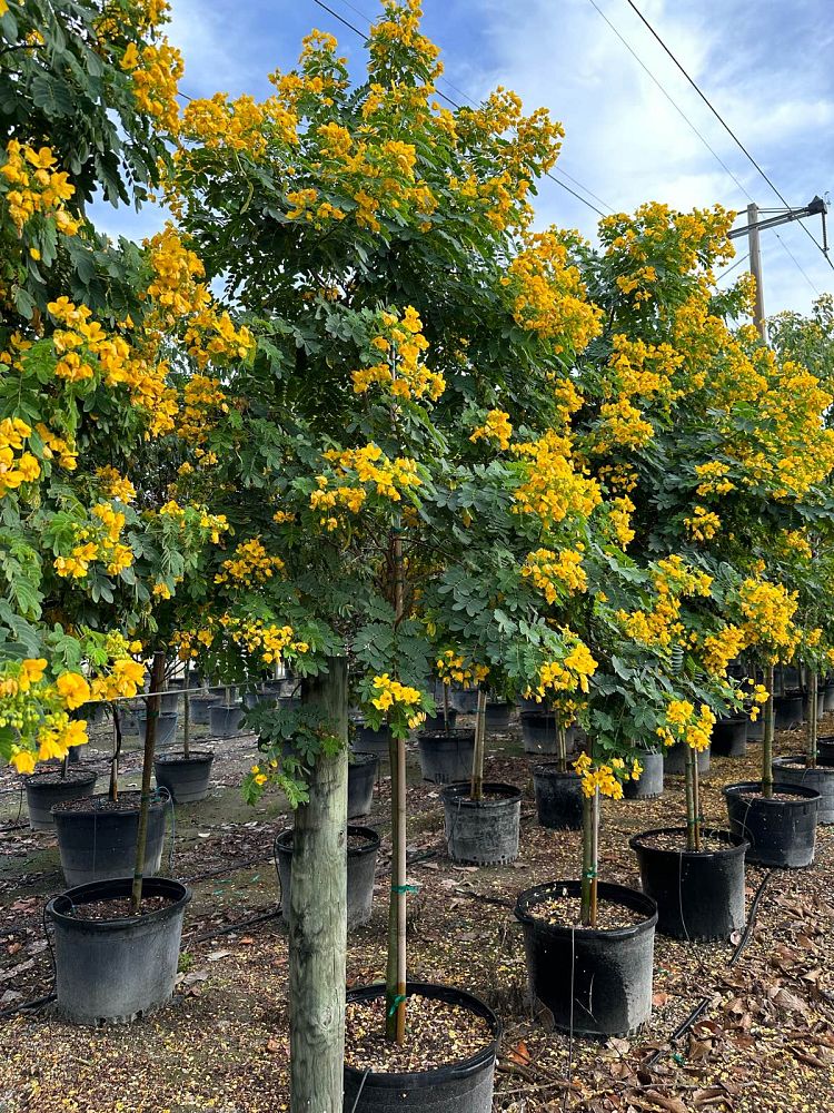 senna-surattensis-cassia-surattensis-glaucous-cassia