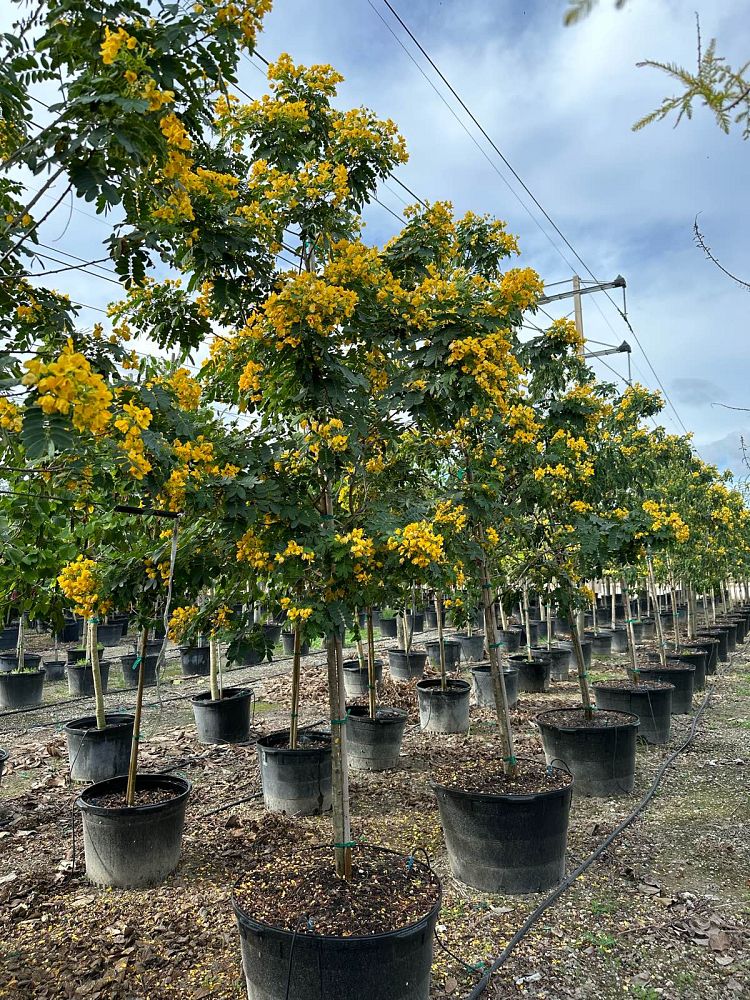 senna-surattensis-cassia-surattensis-glaucous-cassia