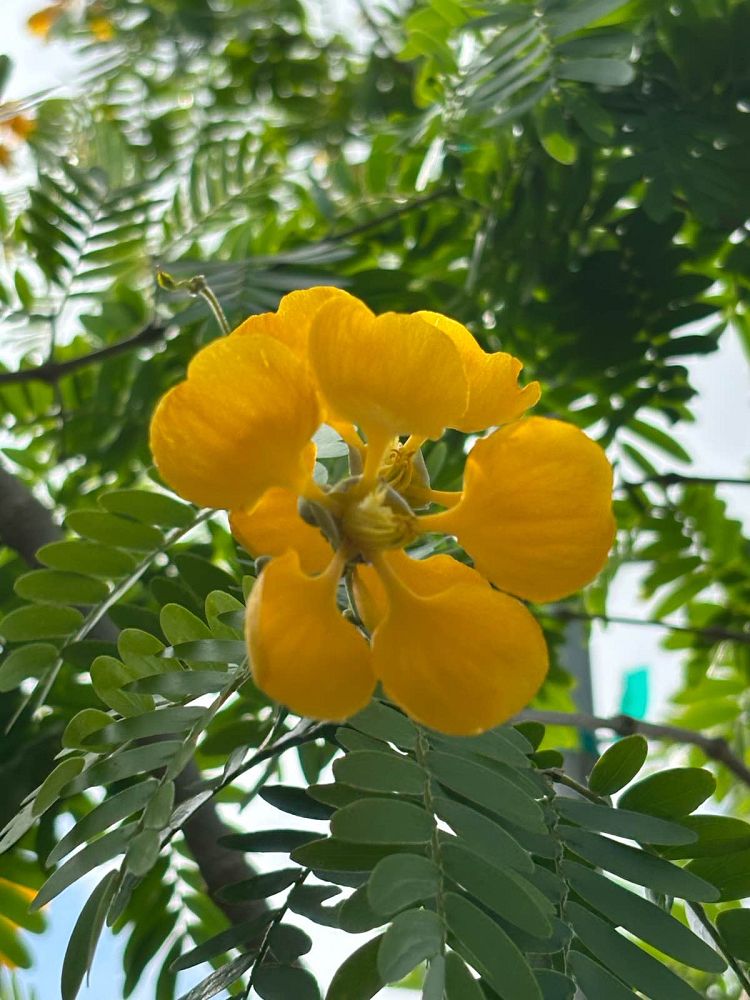 senna-surattensis-cassia-surattensis-glaucous-cassia