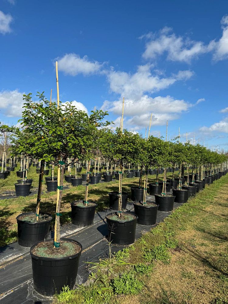 senna-surattensis-cassia-surattensis-glaucous-cassia