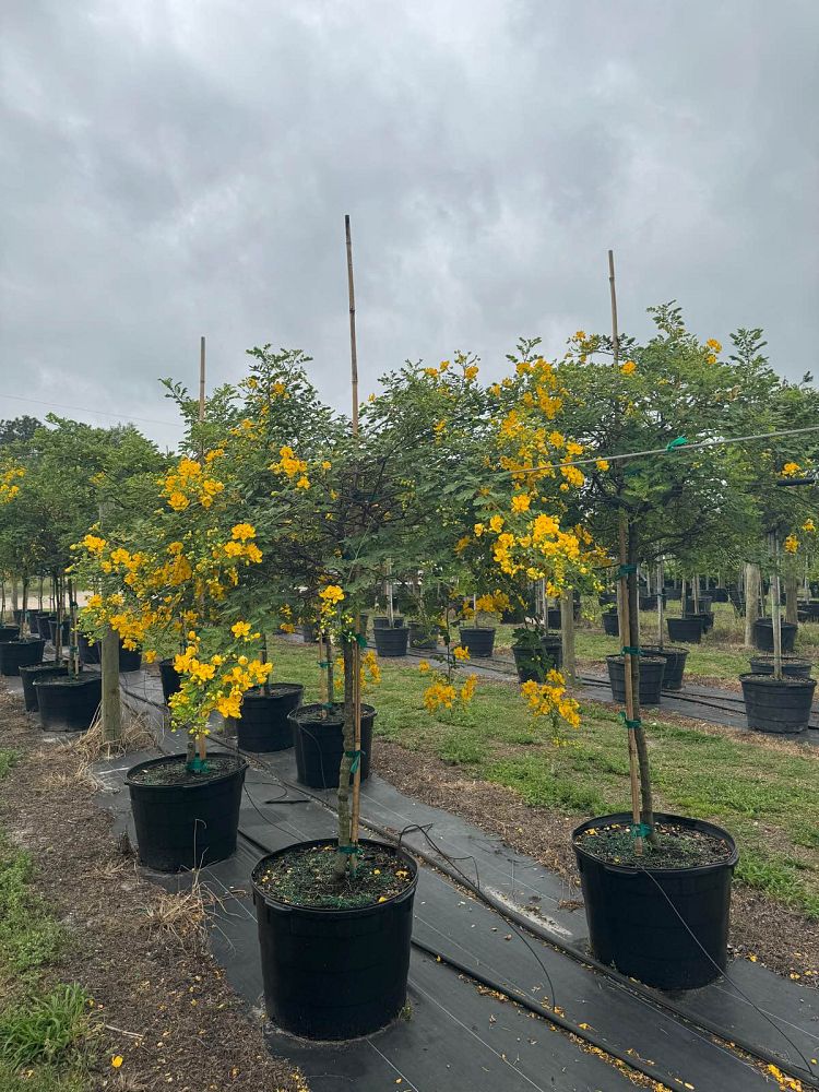 senna-surattensis-cassia-surattensis-glaucous-cassia