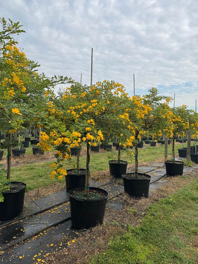 senna-surattensis-cassia-surattensis-glaucous-cassia